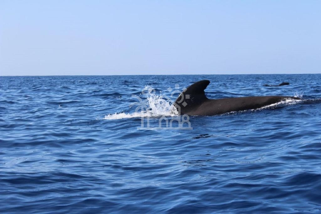 Miniature 32