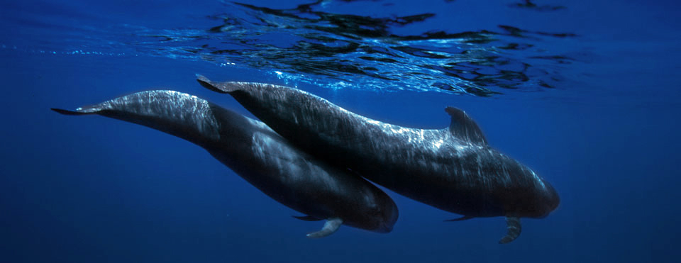Découvrez le monde merveilleux des Baleines, dauphins et tortues. - Image 1
